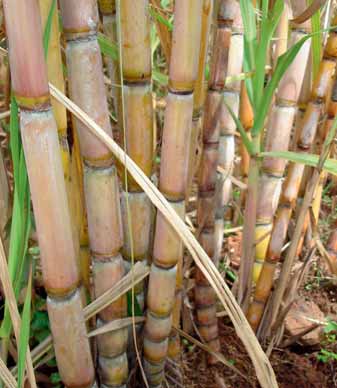 India allows 1mt of sugar exports